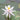 Arcenciel water lily - pond plants - water lilies - aquatic plants-0