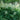 Aruncus dioicus - Marginal Pond Plants - Pond Plants - Water Plants-0