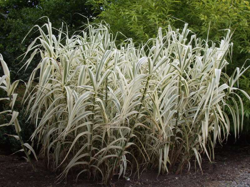 Arundo donax variegata (Variegated giant reed grass) - Marginal Pond P ...