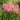 Astilbe Salmon Pink - Marginal Pond Plants - Pond Plants - Water Plants-0