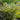 Athyrium otophorum okanum - Marginal Pond Plants - Pond Plants - Water Plants-0