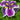 Iris ensata ‘Crystal Halo’ - Marginal Pond Plants - Pond Plants - Water Plants-0