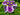 Iris ensata ‘Crystal Halo’ - Marginal Pond Plants - Pond Plants - Water Plants-0