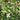 Houttuynia cordata ‘Chameleon’ (Harlequin plant) - Marginal pond plant - Pond Plants - Water Plants-19645