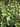 Houttuynia cordata ‘Chameleon’ (Harlequin plant) - Marginal pond plant - Pond Plants - Water Plants-19645