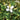 Houttuynia cordata ‘Chameleon’ (Harlequin plant) - Marginal pond plant - Pond Plants - Water Plants-0