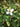 Houttuynia cordata ‘Chameleon’ (Harlequin plant) - Marginal pond plant - Pond Plants - Water Plants-0