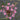 Lincolnshire Pond Plants Bee Pack Potted-944