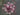 Lincolnshire Pond Plants Bee Marginal 8 Pack-951