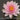 Madame Wilfron Gonnere water lily - pond plants water lilies aquatic plants-0