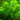 Cabomba aquatica - Aquarium Plants -0