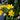 Lincolnshire Pond Plants dragonflies & damselflies Marginal 8 Pack-850