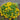 Caltha palustris (King cup or Marsh marigold)-None-1 Ltr-0