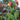 Canna 'Cleopatra' - Marginal Pond Plants - Pond Plants - Water Plants - Bog Plants-0