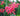 Canna 'Orchid' - Marginal Pond Plants - Pond Plants - Water Plants - Bog Plants-0