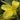Canna 'Ra' - Marginal Pond Plants - Pond Plants - Water Plants - Bog Plants-0
