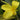 Canna 'Ra' - Marginal Pond Plants - Pond Plants - Water Plants - Bog Plants-0