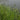Lincolnshire Pond Plants Marginal 8 Pack 1Ltr-962