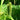 Carex pseudocyperus (Cyperus sedge) - Marginal Pond Plants - Pond Plants - Water Plants-0