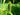 Carex pseudocyperus (Cyperus sedge) - Marginal Pond Plants - Pond Plants - Water Plants-0
