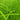 Carex riparia (Greater pond sedge) - Marginal Pond Plants - Pond Plants - Water Plants-19600