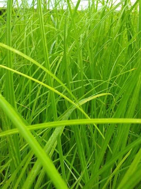 Craex Riparia Carex riparia (Greater pond sedge) - Marginal Pond Plants - MP027 ...