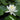 Caroliniana Nivea water lily - pond plants - water lilies - aquatic plants-0