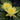 Chalene Straw water lily - pond plants water lilies aquatic plants-0