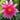 Charles de Meurville water lily - pond plants - water lilies - aquatic plants-0