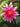 Charles de Meurville water lily - pond plants - water lilies - aquatic plants-0