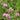 Allium schoenoprasum (Chives) - Marginal Pond Plants - Pond Plants - Water Plants-19655