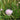 Allium schoenoprasum (Chives) - Marginal Pond Plants - Pond Plants - Water Plants-19654