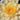 Clyde Ikins water lily - pond plants - water lilies - aquatic plants-0