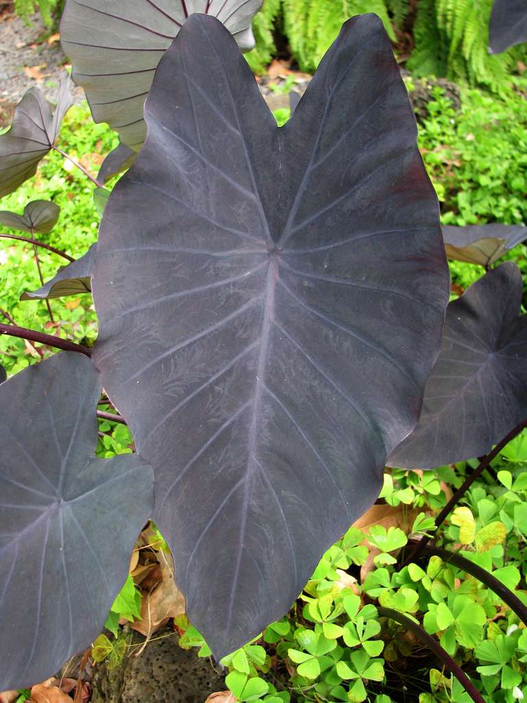 black elephant ear plant uk Colocasia esculenta 'Black Magic' - Marginal Pond Plants