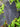 Colocasia esculenta 'Black Magic' - Marginal Pond Plants - Pond Plants - Water Plants - Bog Plants-0