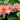 Colorado water lily - pond plants water lilies aquatic plants-0