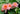 Colorado water lily - pond plants water lilies aquatic plants-0