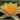 Comanche water lily - pond plants - water lilies - aquatic plants-0
