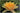 Comanche water lily - pond plants - water lilies - aquatic plants-0