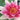 Conqueror water lily - pond plants - water lilies - aquatic plants-0