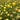 Cotula coronopifolia (Brass buttons) - Marginal Pond Plants - Pond Plants - Water Plants-19658