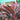 Cordyline Red Edge - submerged - Aquarium 50 Strands-0