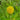 Cotula coronopifolia (Brass buttons) - Marginal Pond Plants - Pond Plants - Water Plants-0