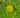 Cotula coronopifolia (Brass buttons) - Marginal Pond Plants - Pond Plants - Water Plants-0