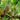 Cryptocoryne beckettii - Aquarium Plants -0