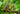 Cryptocoryne beckettii - Aquarium Plants -0