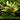 Cryptocoryne Blassii - submerged - Aquarium Strands-0