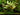 Cryptocoryne Blassii - submerged - Aquarium Strands-0