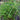 Lincolnshire Pond Plants Marginal 8 Pack 1Ltr-963