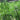 Cyperus papyrus (Egyptian paper rush) - Marginal Pond Plants - Pond Plants - Water Plants-0